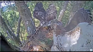 Angel Leucistic Red Tailed Hawk ~ Deyani Unzips & Self Feeds On A Whole Chipmunk! 6.14.23