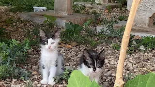 Sweet Kittens and Mother Cat. Cute Cat family.🥰