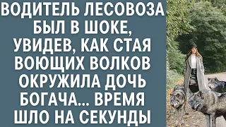 Водитель лесовоза был в шоке, увидев стая воющих волков окруживших дочь богача… Время шло на секунды