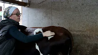 Внутримышечная инъекция корове