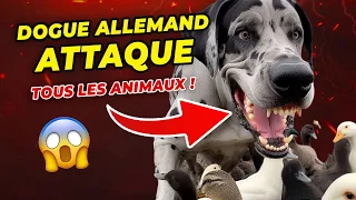 DOGUE ALLEMAND ATTAQUE TOUS LES ANIMAUX !