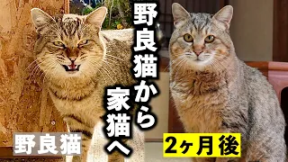 【2ヶ月の記録】庭に住みついた野良猫が家猫になるまで