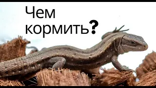 Чем кормить прыткую или живородящую ящерицу? Мучной червь.