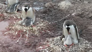 Gentoo Penguins Feeding Their Young on the Antarctica Mainland