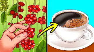 De un grano a una taza: la fascinante historia del café