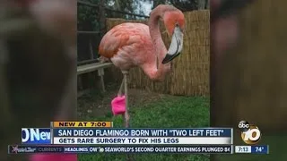 San Diego Zoo flamingo born with 'two left feet' undergoes life-changing surgery