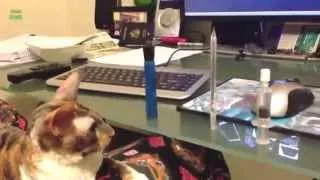 Top Funny Cats Knocking Things Over Compilation 2013 NEW HD20142014 compilation