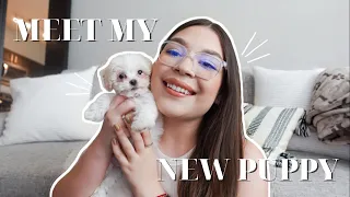 WE GOT A PUPPY 2021 | bringing home our maltipoo, one week update, & puppy essentials haul!