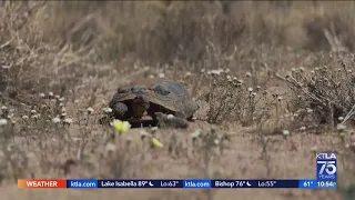 Joshua Tree's desert tortoises facing new set of challenges as experts fear risk of extinction