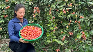 FULL VIDEO: 60 Days of harvesting tomatoes, papaya, and cabbage, bringing them to the market to sell