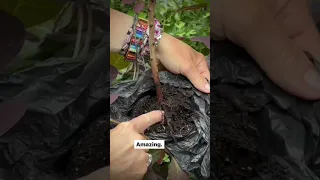 How to propagate Cotinus (smoke bush)