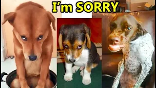 Guilty Dogs Funniest Face Reactions 🤣 Hilarious Guilty Dogs Compilations Part 2