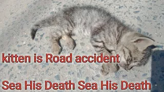 Attempt Rescue a kitten in a road  accident but lost life Emotional  😢😢😢😢 (1)