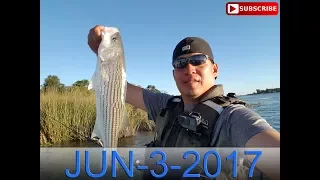 24KSportFishing Delta Striper and Black Bass Outing No Overheating Boat 6/3/2017