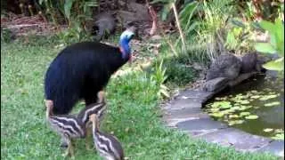 Cassowary babies