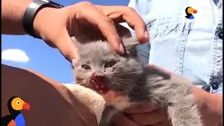 Kitten ABANDONED In Desert, Attacked by Birds Rescued By Nicest People | The Dodo