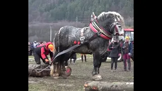 So Strong Horse I Pulling the Heavy Weight Wooden Pieces