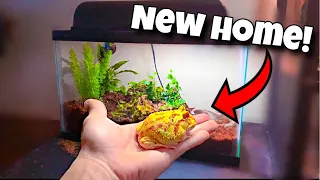 My ALBINO Pacman FROG Gets NEW Home!!