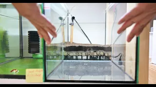 How to make a custom UGF to setup Shrimp Tank