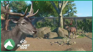 Fallow Deer Habitat | Elm Hill City Zoo | Planet Zoo