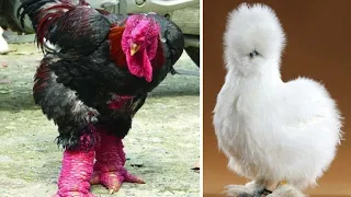 Chicken Breeds You Won't Believe Actually Exist