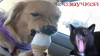 Funny Animal Videos 2023 - Funniest Dogs and Cats Videos #184