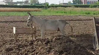 OMG!wath out super murrah newyork donkey mating in open area|donkey meeting with boy|boy running at