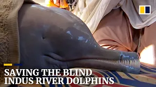 Blind dolphins saved from busy waterways in Pakistan by wildlife rescuers