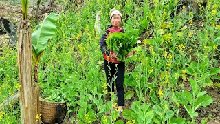 Harvesting Vegetable Garden & Preliminary Processing 90 Days Preservation | Trieu Mai Huong