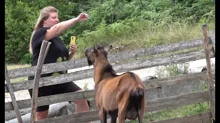 Odrekla se velegrada radi rosnih Bosanskih livada