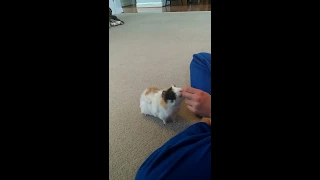 The Smartest Guinea Pig in the World