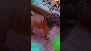 #pug #life #dog #funnyvideo #activedog #yourubeshorts #pugtitu #doglover #color #holi #2022