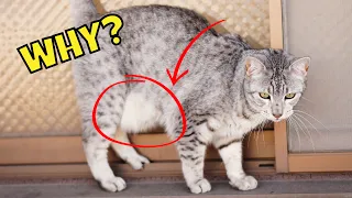 Why Your Cat Has a Fat Saggy Belly (Primordial Pouch)