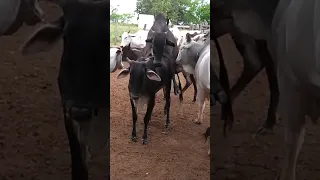 COLOCANDO TOURO NELORE COM A NOVILHA EXTRESSADA #fazenda #roça #boi #agro  #bullreproducer