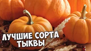 Лучшие сорта тыквы для выращивания в средней полосе 🎃 Обзор семян  hitsadTV