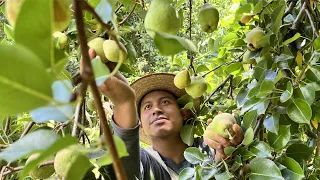 Cosecha de peras: cuánto se gana cortando esta fruta | la fuente de ingresos para muchas familias