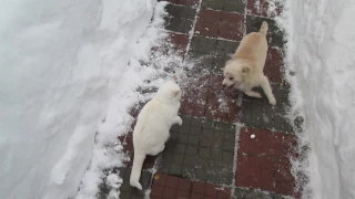 Funny Game Collision Dog and Cats in the Snow