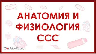 Анатомия и физиология сердечно-сосудистой системы кратко