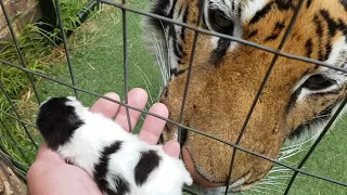Showing Enzo the kitten that passed away uploaded November 16 2017