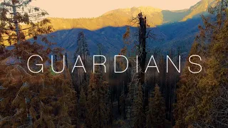 This is what a giant Sequoia grove ravaged by wildfire looks like