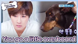 You go a little overboard with the affection. [Dogs are incredible : EP.183-2] | KBS WORLD TV 230822