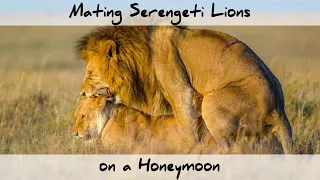 Mating Serengeti Lions on a Honeymoon