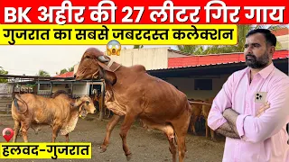 कैसे बनाते 27 लीटर दूध वाली गिर गाय।BK AHIR Gir Gaushala-Gujarat