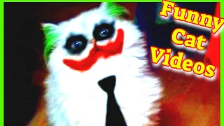 Funny Cat Videos 2021 Vol.31💥 Cute Cat Videos 🙀 Cute Cat Clips