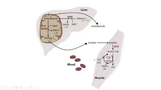 Alcohol or ethanol metabolism