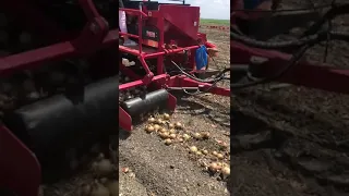 Onion harvester лукоуборочный комбайн