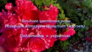 Позднее цветение розы Розариум Ютерсен. Подготовка  к укрытию. Питомник растений Е. Иващенко