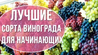 Лучшие сорта винограда для начинающих виноградарей. Какой виноград посадить