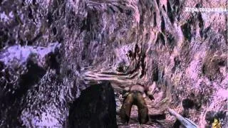 CoJ: Сокровища Ацтеков - прохождение 5 (эпизод V)