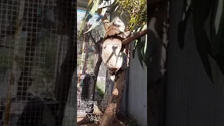 Male and Female rescue koalas chatting